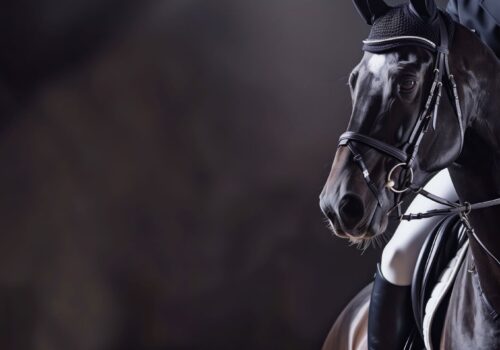 Reaching New Heights: Innovations in Equestrian Excellence